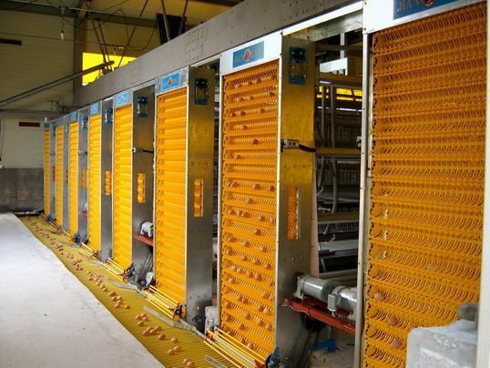 高效智能養(yǎng)殖新篇章 探秘自動集蛋系統(tǒng)與計算機(jī)系統(tǒng)集成